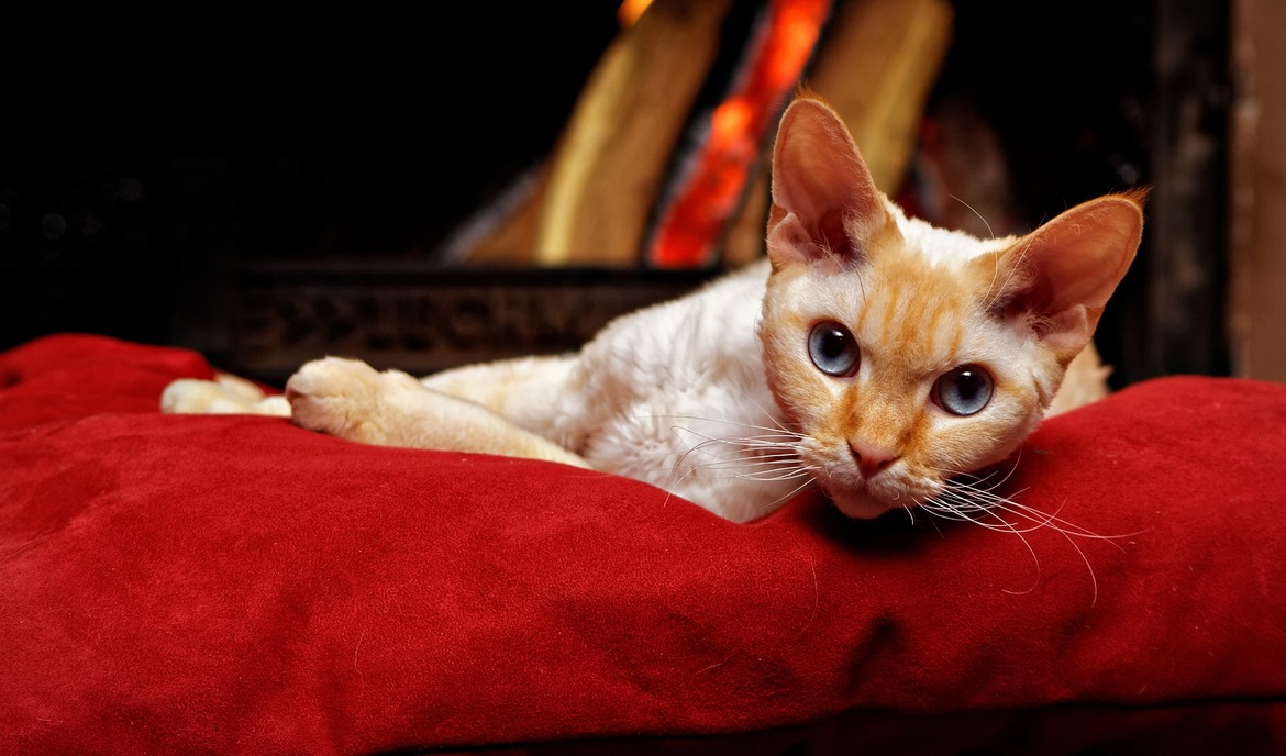 Devon Rex: Kattenvoer en rasportret